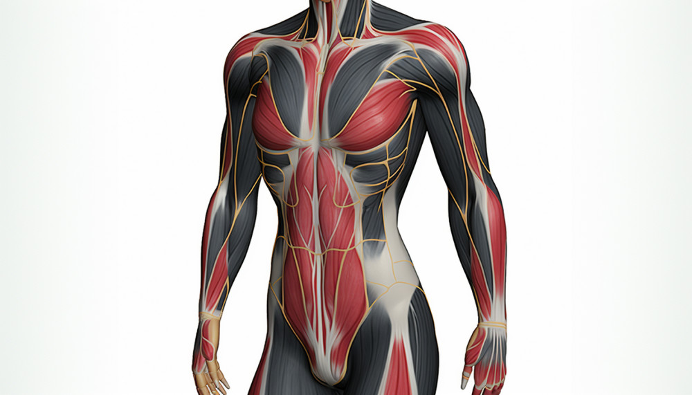 Comprendre le rôle des points lymphatiques dans le drainage corporel